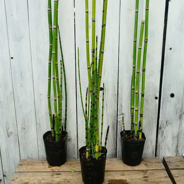 Amazon | トクサ オオトクサ 大木賊 苗 3.5号ポット 全高80cm ジャンボ